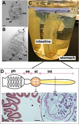 Reflections on the Use of an Invertebrate Chordate Model System for Studies of Gut Microbial Immune Interactions